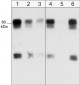 Anti-WAVE1 (N-terminal region) Antibody