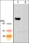 Anti-WAVE2 (Central region) Antibody