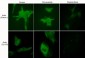 Anti-Actin (Tyr-53), Phosphospecific Antibody