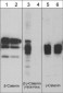 Anti-β-Catenin (Tyr-654) [γ-Catenin (Tyr-644)], Phosphospecific Antibody