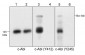 Anti-c-Abl (Tyr-412), Phosphospecific Antibody
