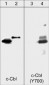 Anti-c-Cbl (C-terminal region) Antibody