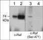 Anti-C-Raf (S471) [B-Raf (S579)/A-Raf (S432)], Phosphospecific Antibody