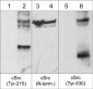 Anti-c-Src (Tyr-530) [conserved site], Phosphospecific Antibody