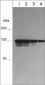 Anti-P-Cadherin (N-terminal region) Antibody