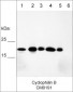 Anti-Cyclophilin B Antibody