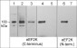 Anti-eEF2K (C-terminus) Antibody