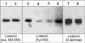 Anti-γ-Catenin (C-terminal region) Antibody