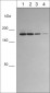 Anti-Integrin αL (Extracellular region) Antibody