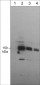 Anti-mDia1 (N-terminal region) Antibody