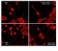 Anti-eNOS (Tyr-657)/nNOS (Tyr-895), Phosphospecific Antibody