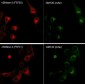 Anti-GM130 (C-terminal region) Antibody