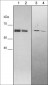 Anti-Osteopontin (N-terminal region) Antibody