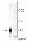Anti-Connexin 43 (Ser368) Antibody