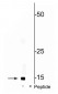 Anti-COXIV (Ser58) Antibody