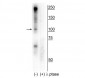 Anti-CtIP (Ser327) Antibody