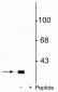 Anti-DARPP-32 (Ser137) Antibody