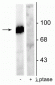 Anti-Dynamin (Ser778) Antibody