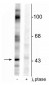 Anti-EphrinB (Tyr317) Antibody