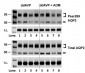 Anti-Aquaporin 2 (Ser269) Antibody