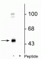 Anti-GABAA Receptor γ2 (Ser327) Antibody