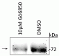 Anti-ATF2 (Thr52) Antibody