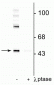 Anti-Gap-43 (Ser41) Antibody