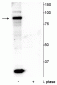 Anti-ATRIP (Ser239) Antibody