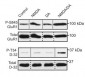 Anti-GluR1-Subunit (Ser845) Antibody