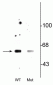 Anti-Beclin1 (Ser234) Antibody