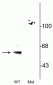 Anti-Beclin1 (Ser295) Antibody