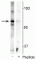 Anti-MeCP2 (Ser421) Antibody