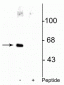 Anti-Che-1 (AATF) (Ser477) Antibody