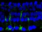 Anti-14-3-3 (Ser58) Antibody