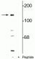 Anti-NMDA NR2C Subunit (Ser1096) Antibody