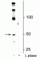 Anti-eEF1A2 (Ser358) Antibody