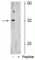 Anti-Olig2 (Ser10/13/14) Antibody