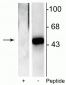 Anti-Elk-1 (Ser383) Antibody