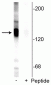 Anti-Potassium Chloride Cotransporter (KCC2) (Ser940) Antibody