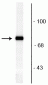 Anti-Rabphilin 3A (Ser234) Antibody