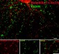 Anti-Rabphilin 3A (Ser234) Antibody