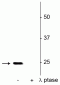 Anti-SNAP25 (Ser187) Antibody