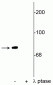 Anti-Synapsin (Ser549) Antibody