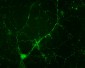 Anti-Synapsin (Ser549) Antibody