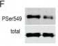 Anti-Synapsin (Ser549) Antibody