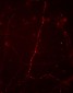 Anti-Synapsin I (Ser9) Antibody