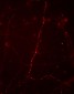 Anti-Synapsin I (Ser9) Antibody