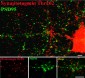 Anti-Synaptotagmin (Thr202) Antibody