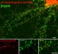 Anti-Synaptotagmin (Ser309) Antibody