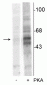 Anti-Tryptophan Hydroxylase (Ser58) Antibody